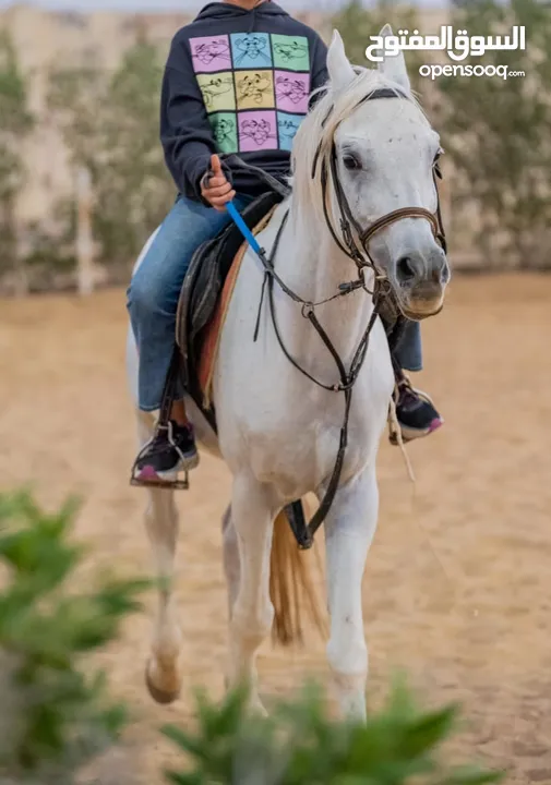 منصور القدس، كحيلان، حصان عربى اصيل، شهادة قوية، قفز حواجز