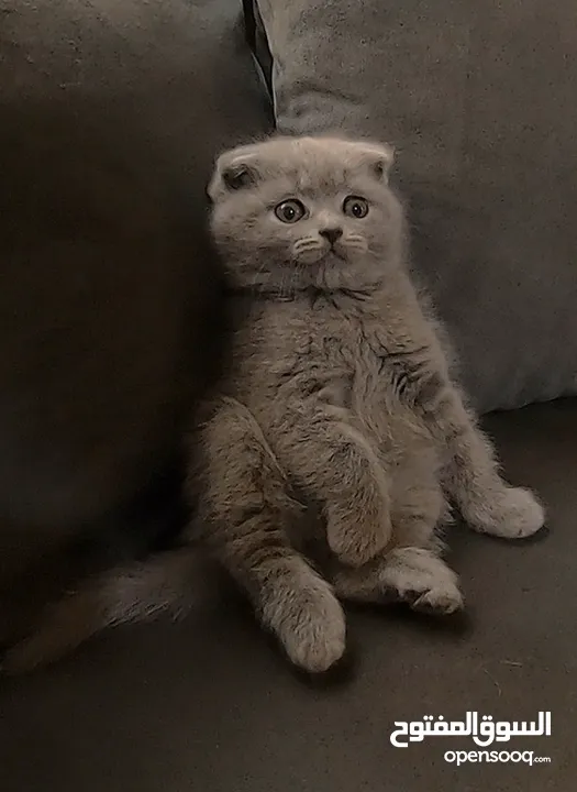 أنثى سكوتش فولد