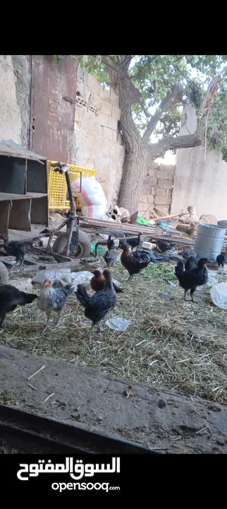 فراخ بلدي عمر شهرين واسبوع مطعمات جميع التطعيمات صحه ونظافة وحجم