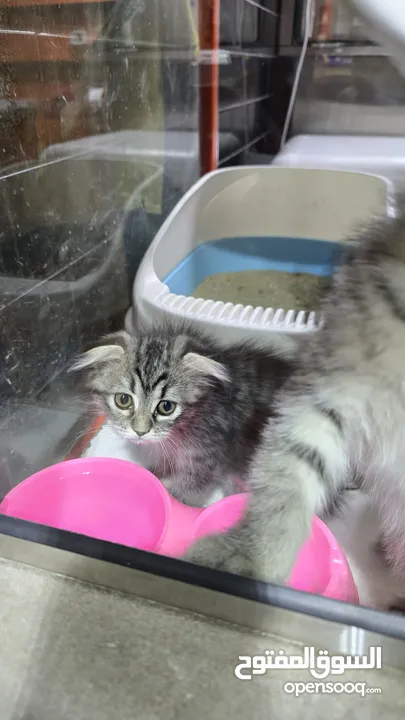 Scottish fold cats 2 month old سكوتش فولد عمر شهرين