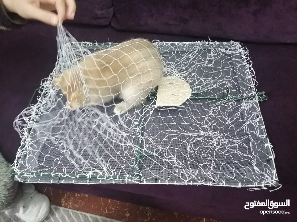 فخ طيور كبير مصيدة شبكة صيد