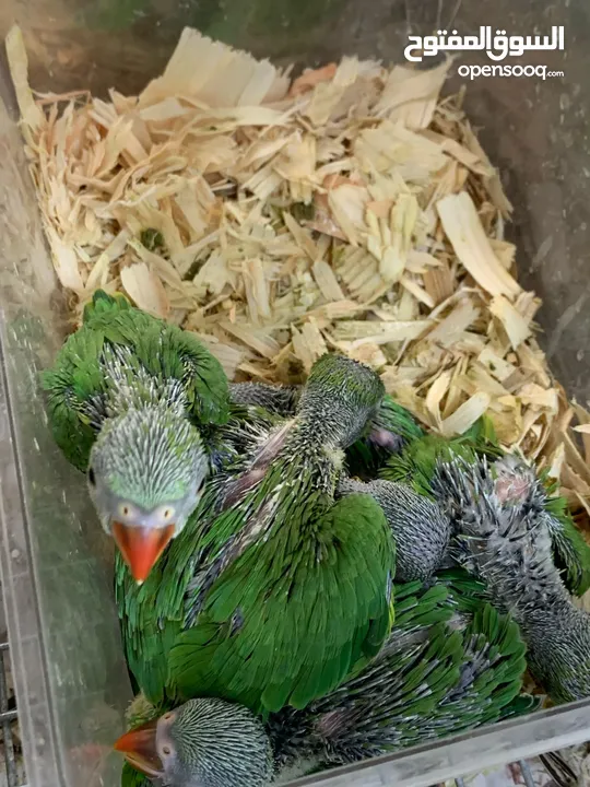 Green / Blue indian ringneck baby parrots for sale