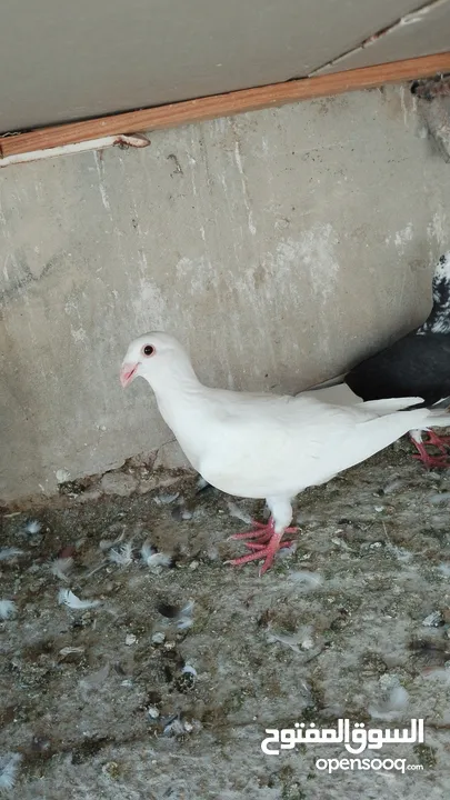بسم الله والصلاه على رسول الله فحول طيور حمام وجواز للبيع