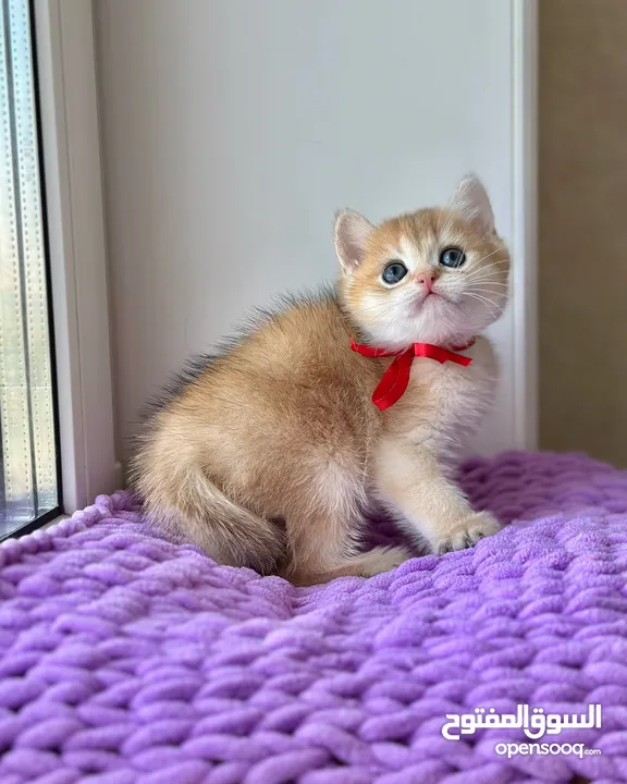 golden British shorthair