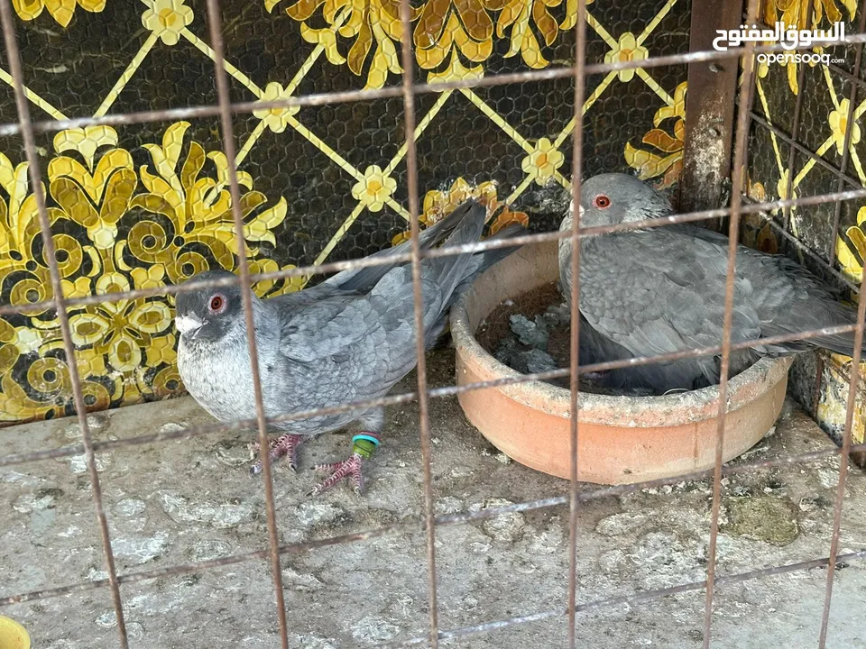 تنظيف سطح جوزين بسعر حرق