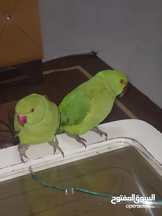 ببغاء درارة  هندي كوكو عمر سنة وريكو عمر سنة ونص اليف ولعوب ومدرب وصحتو جيدة جدا ومرح بلعب بالبيت .