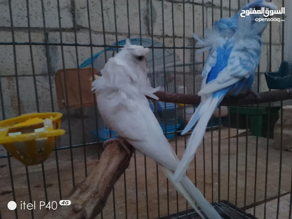 متاح جوز روز للبيع و جوز حب هوقو رومو فل وردات