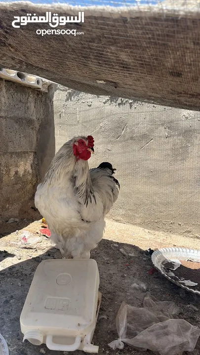 جاجتين براهمه وديك براهمه وصوص بلدي