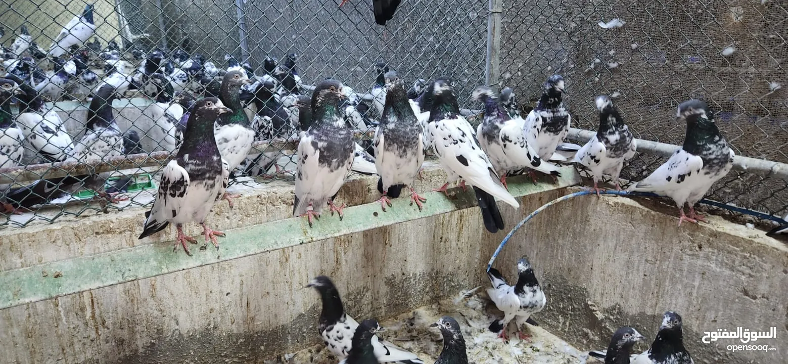 حمام باكستاني طيار من نوع تيدي  We have the best higher flying pigeons (Teddy AL NAMOOS) for sale