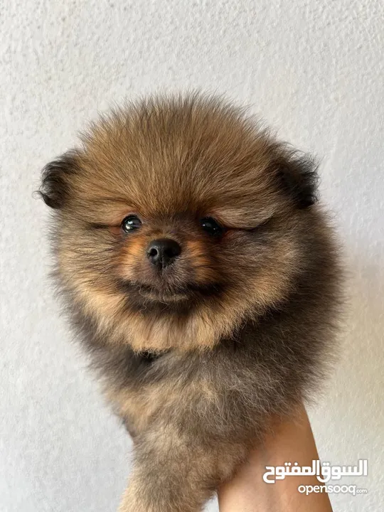 Pomeranian, 3 months كلب بوميرانيان ذكر عالي الجودة، عمره ثلاثة أشهر.