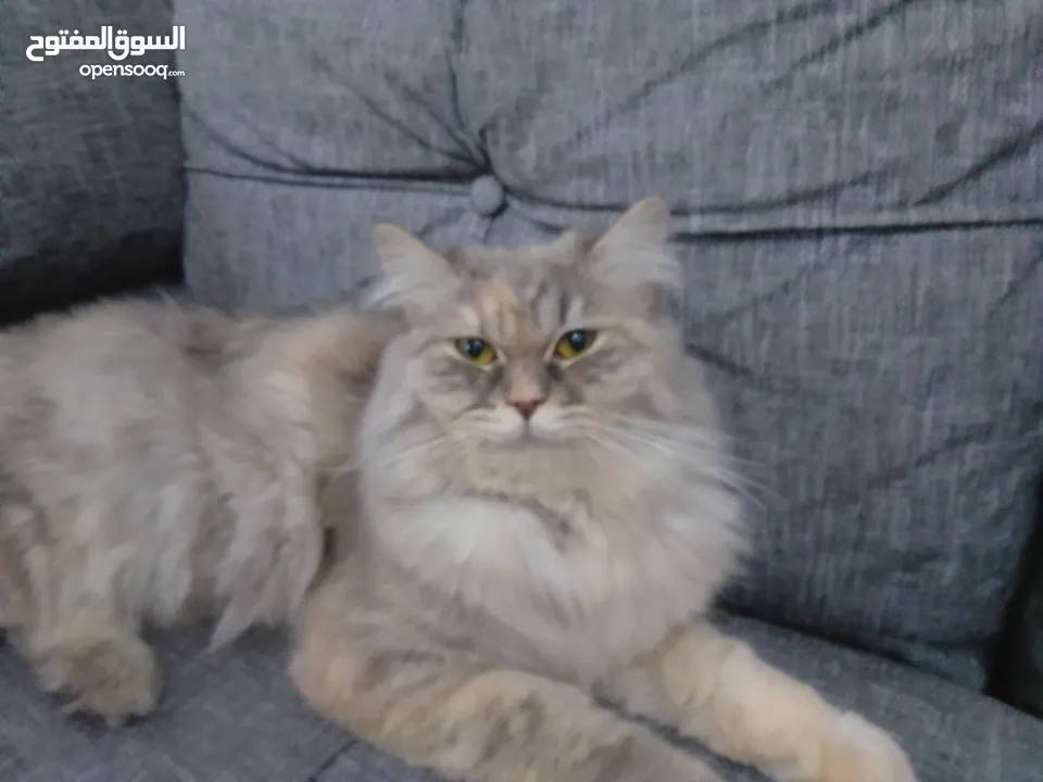 قطه سكتش فولد للبيع