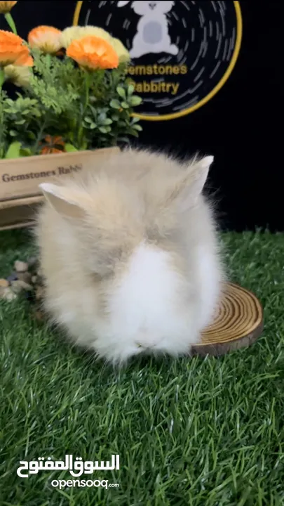 Dwarf - Holland lop - Teddy bear Bunny / Bunnies / Rabbit