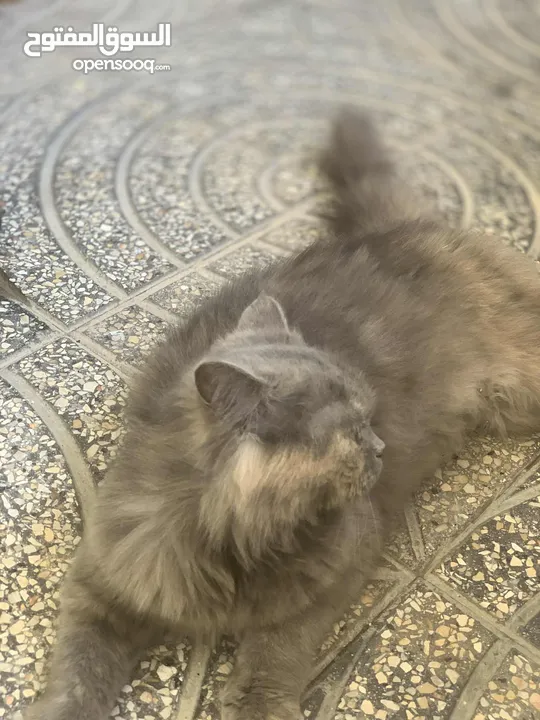قط شيرازي ،،