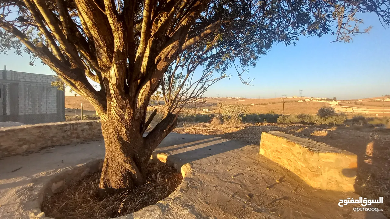 أرض داخل التنظيم للبيع