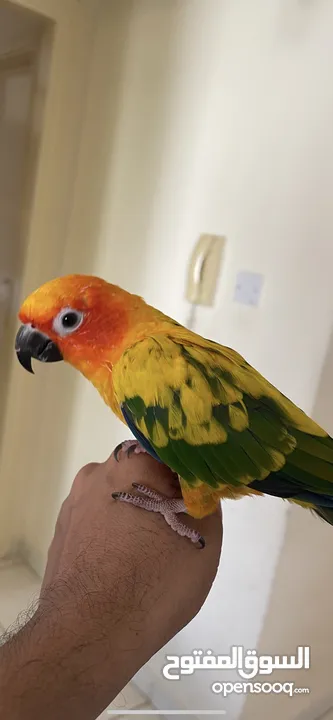 صن كينور Sun conure