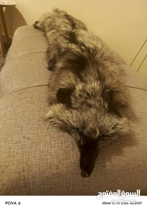 فروه silver fox