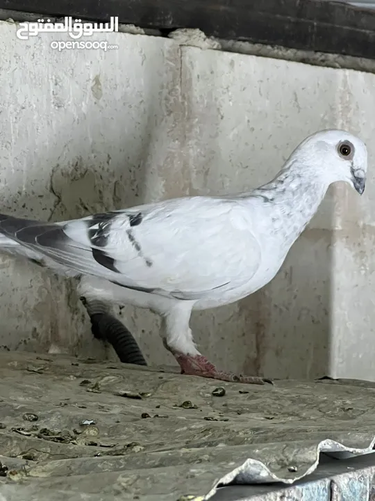 فراخ للبيع