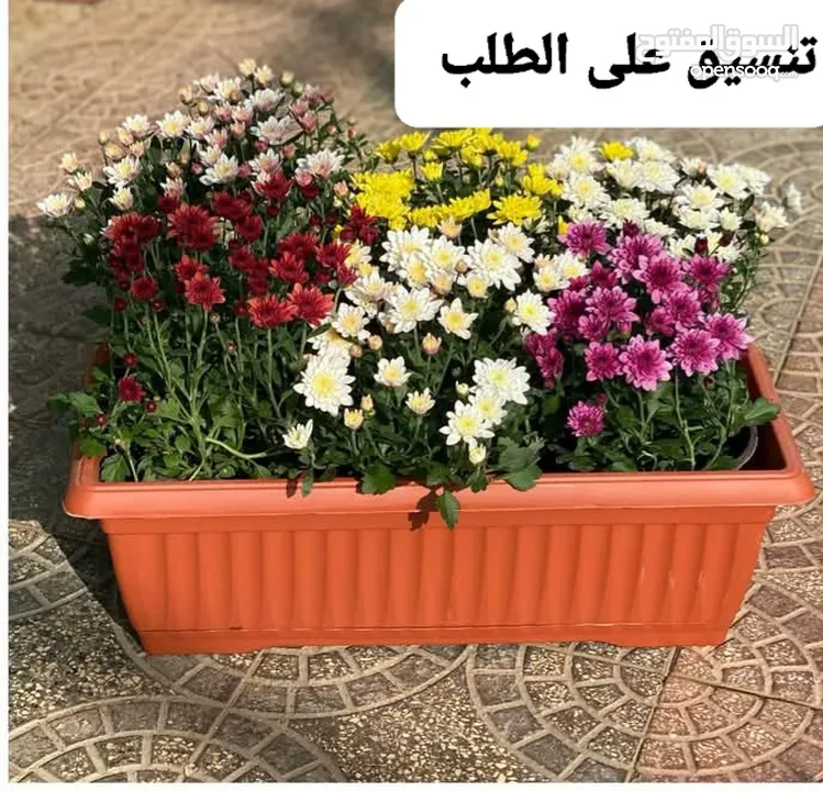 متوفر جميع انواع الاشجار المثمرة والزينة والورود وخدمة الزراع وتنسيق الحدائق وجميع انواع القواير