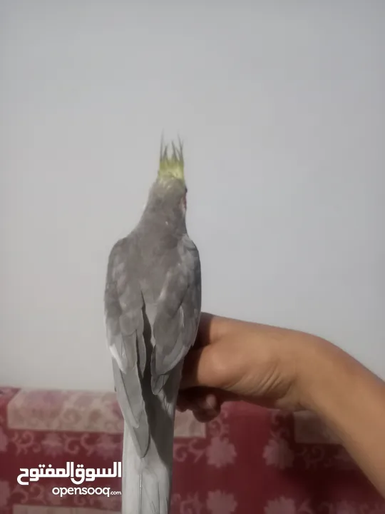 طيور كوكتيل