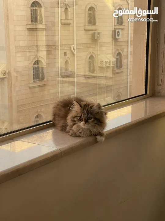 قطط شيرازي للتبني مقابل رسوم