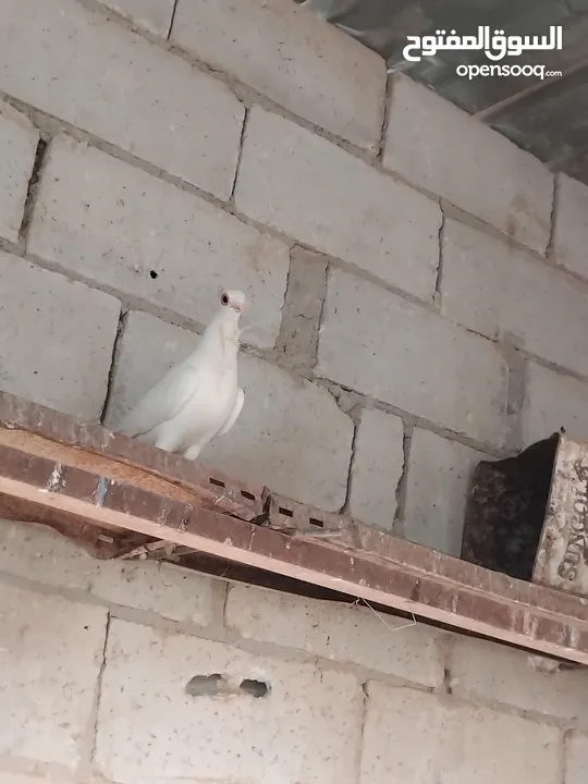 حمام نخب النخب  ثلاث جواز