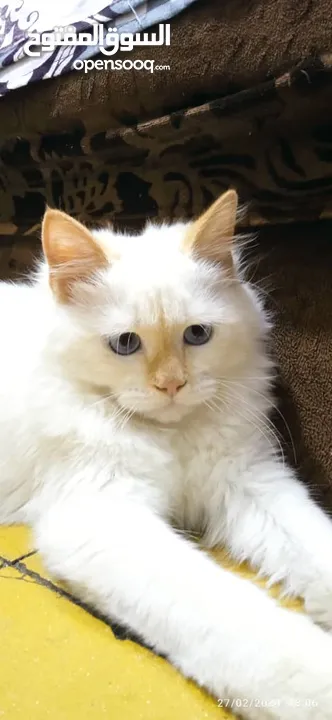قط ابيض أبيض