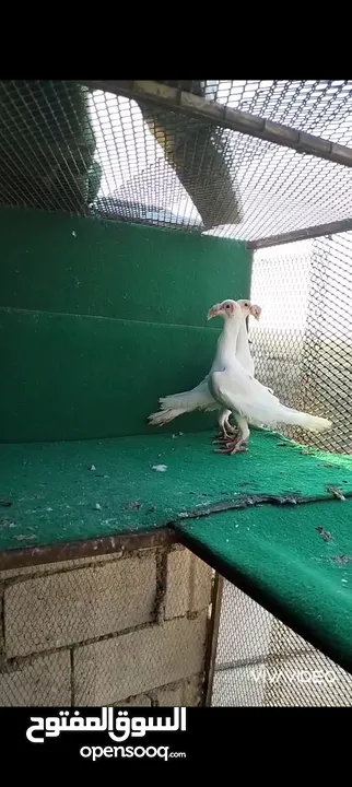 زواج حمام وطواير للبيع