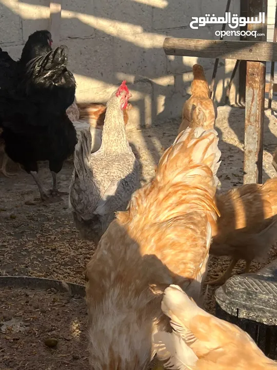 جاج لوهمان + بلدي بياض للبيع