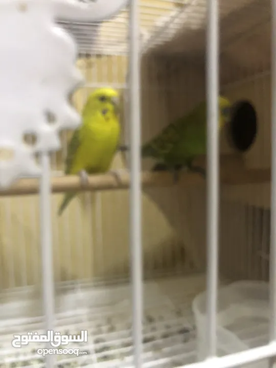 Breeding pair with cage with breeding box