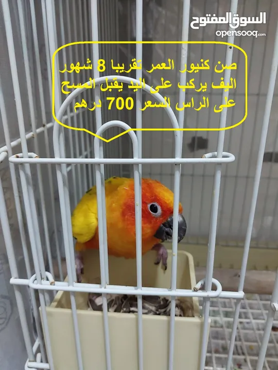 صن كنيور و فرخ روز