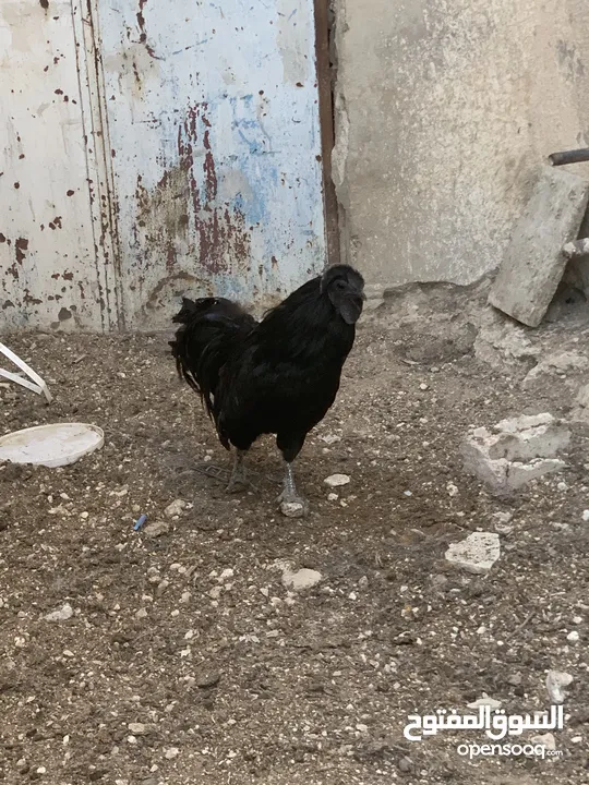 ديوك لمبرجيني و صيصان صحة و نظافة  بلدي للبيع