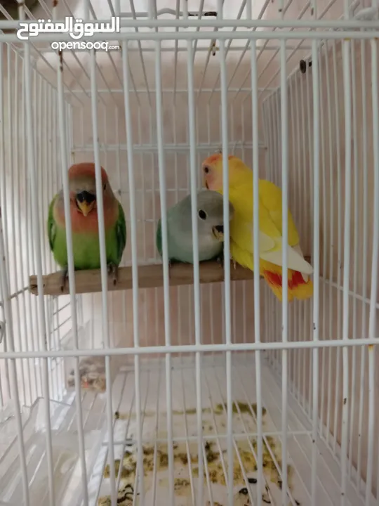 Love bird chicke tamed