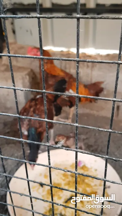 دجاج باكستان