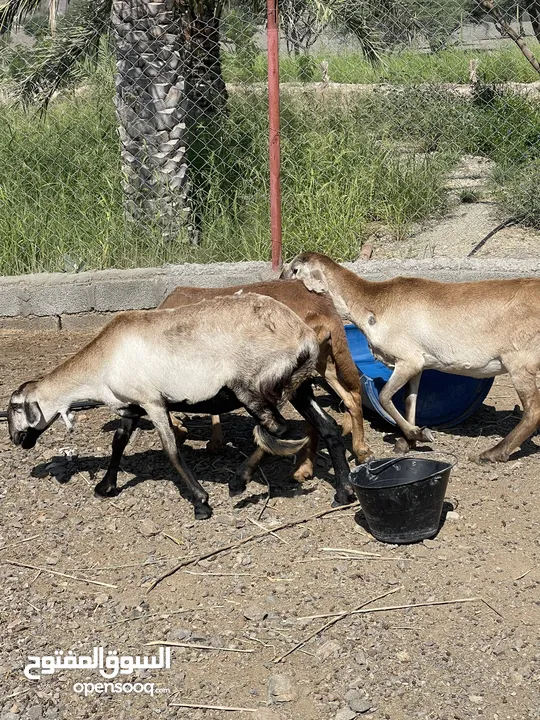 للبيع جعد سودانيات أصل  ألي جاد يتواصل فقط"