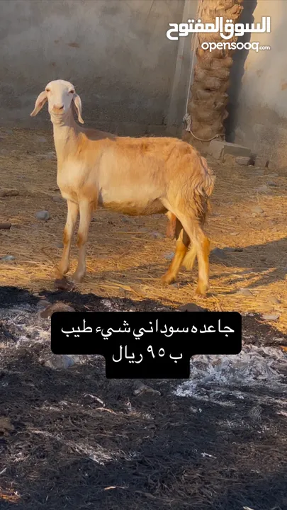 جاعده سودانيه للبيع