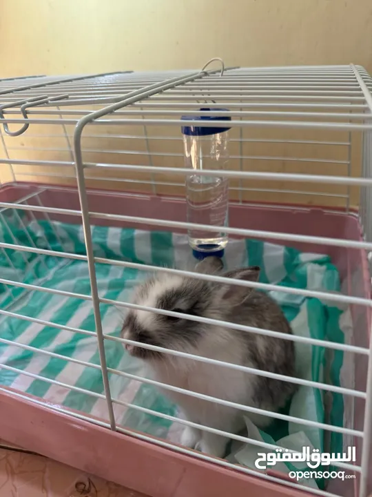 للبيع ارنب من فصيلة Rhinelander