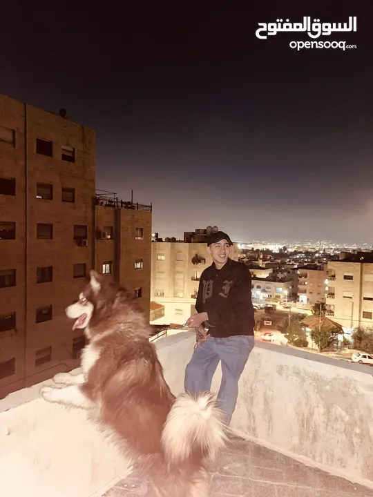 كلب husky saperi للبيع