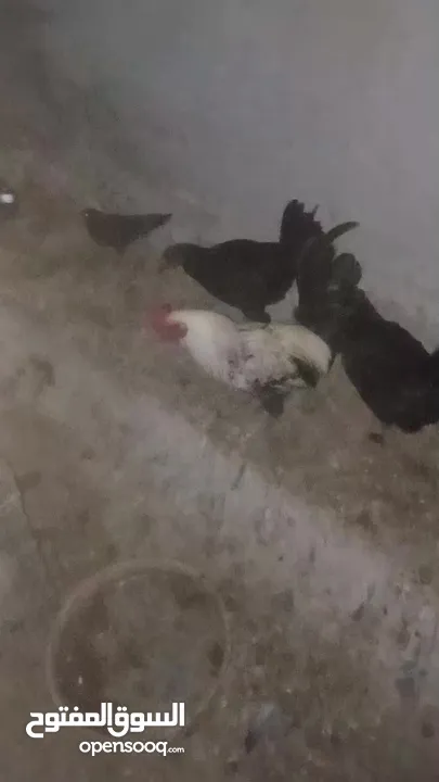 دجاج بلدي بياض للبيع