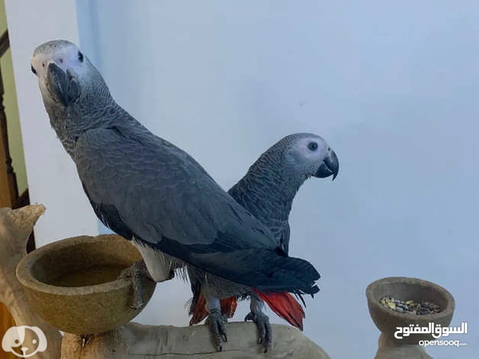African Grey Parrot( Congo)