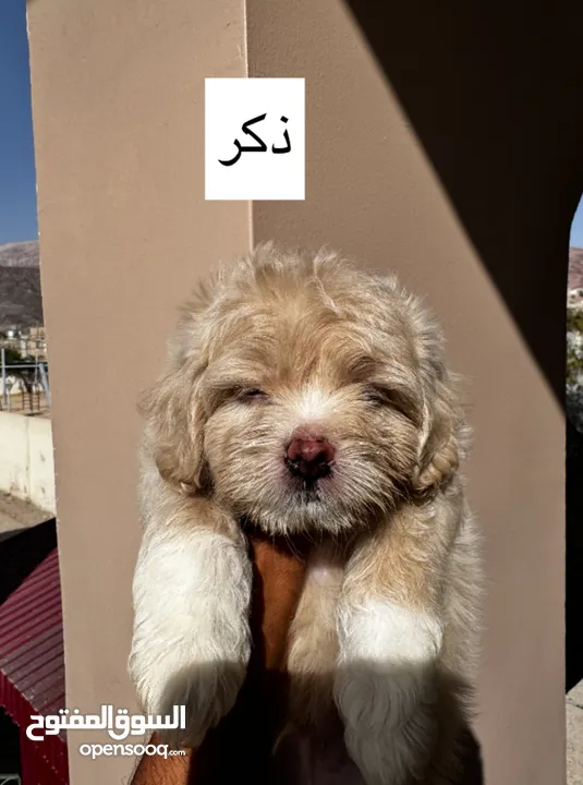جراء فرينش تيرير للبيع