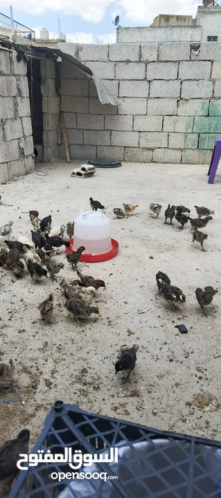 صوص جاج بلدي