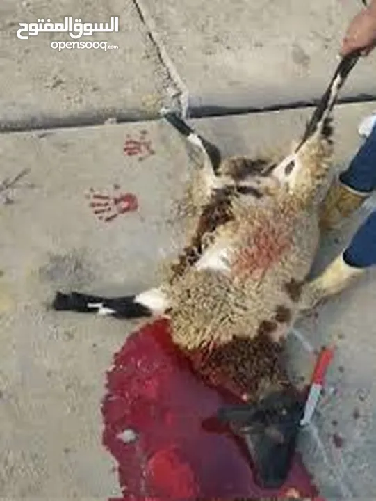 بسم الله جزار لذبح جميع الأضاحي عبور خرفان نعاج جدي