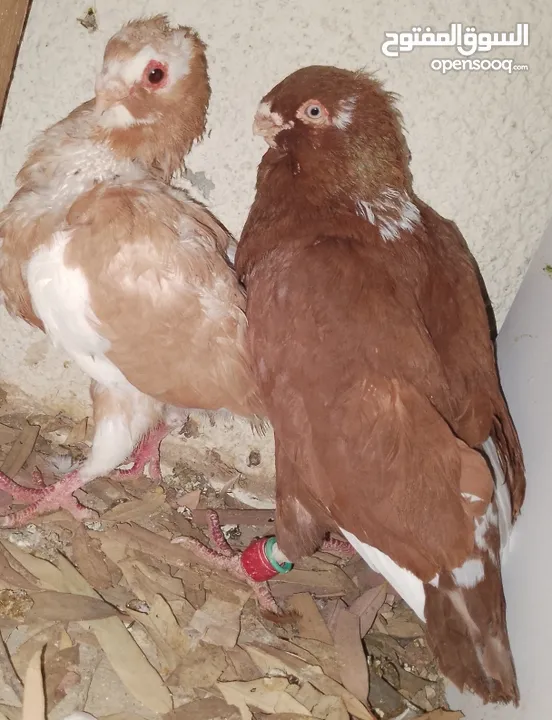 حمام جواز بصلات على نبي الحبه ب دينارين واغلبو تحتيو فراخ وبيض