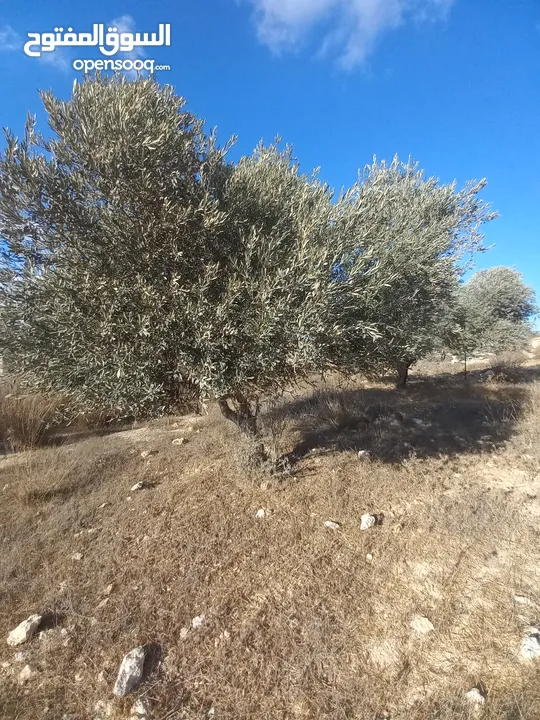 أرض للبيع للبناء مساحة 670 متر مربع مرتفعة ومطلة وقريبة من جامعة بير زيت