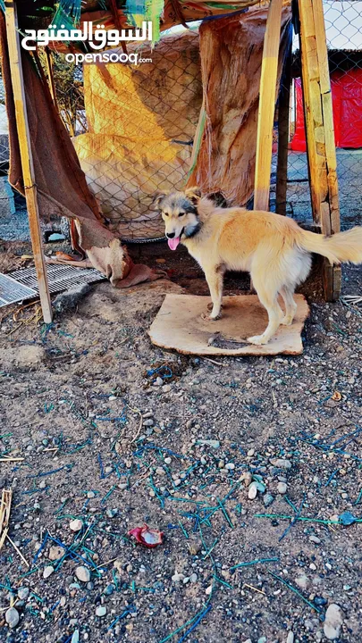 كلبه جميله واليفه للبيع  Cute and friendly dog ​​for sale