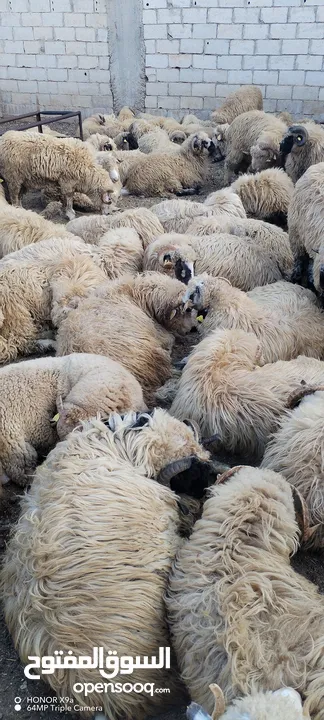 خرفان روماني