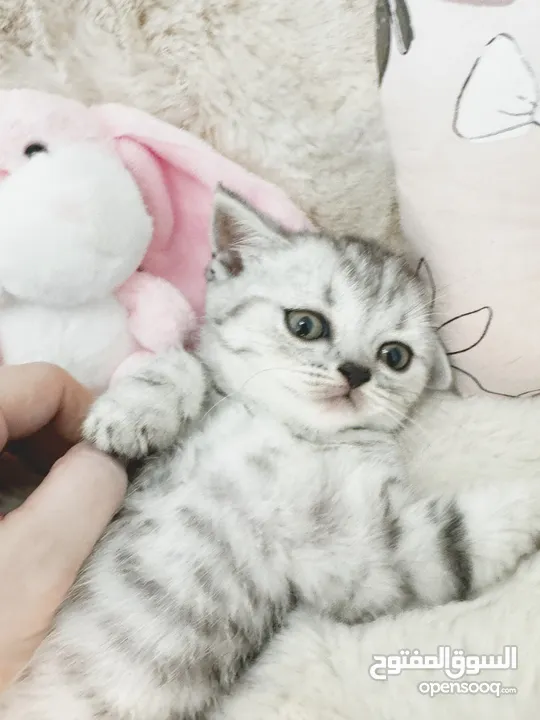 Scottish fold and Straight kittens