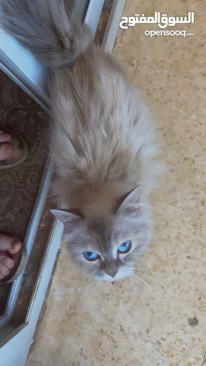 هملايا بلو بسعر مغري