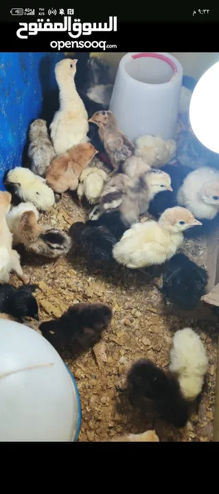 صوص بلدي عمر اسبوع صحة ونضافة بصلاة على النبي كما هو موضح في الفيديو موجود ان شاء الله 50 حبة