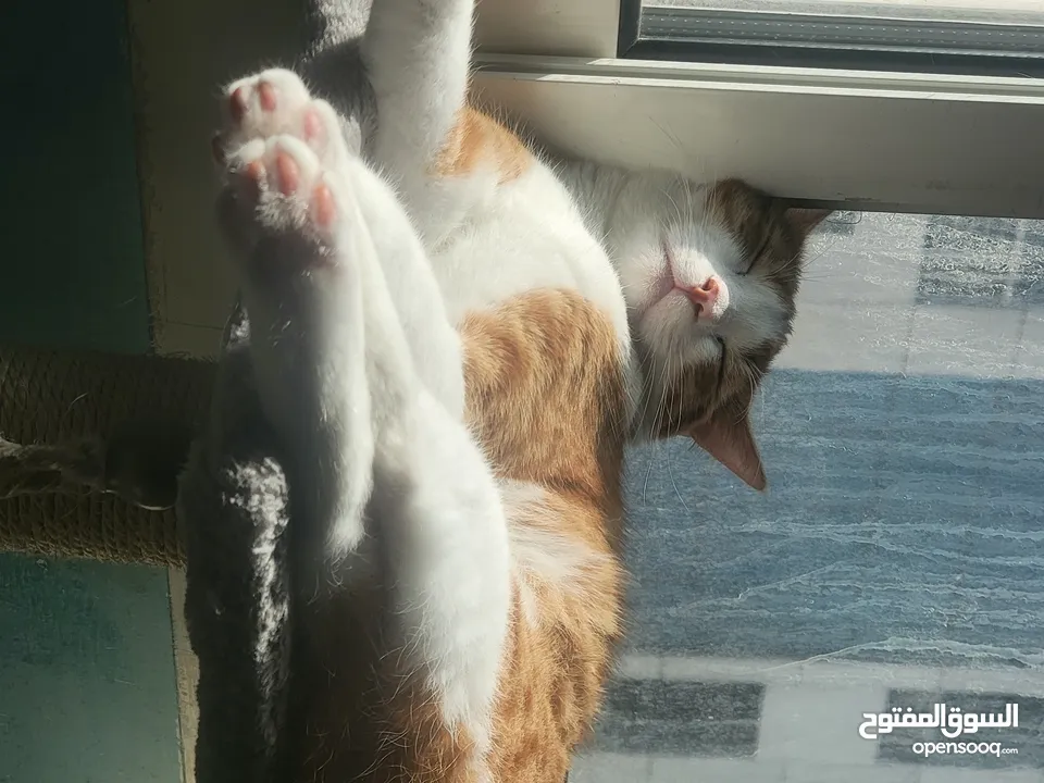 2 Ginger/White turkish mix CATS (both are brothers)